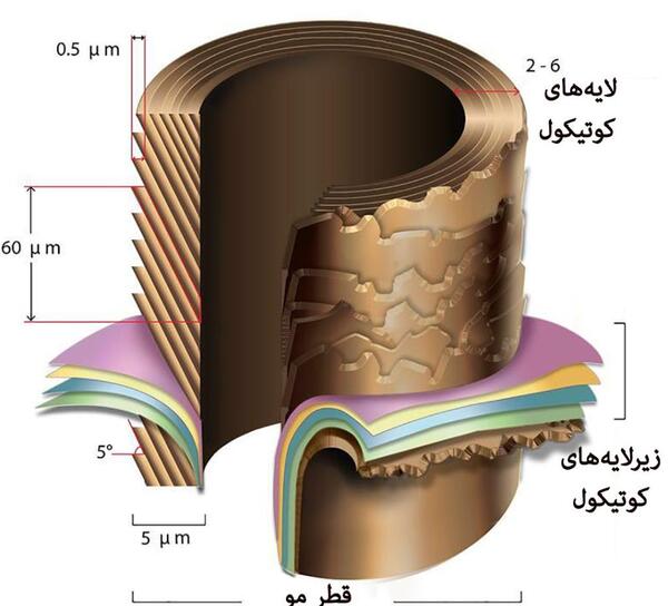 عکس ساختمان مو