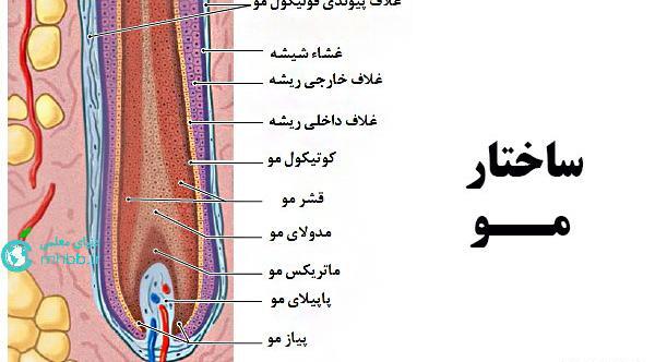 عکس ساختمان مو