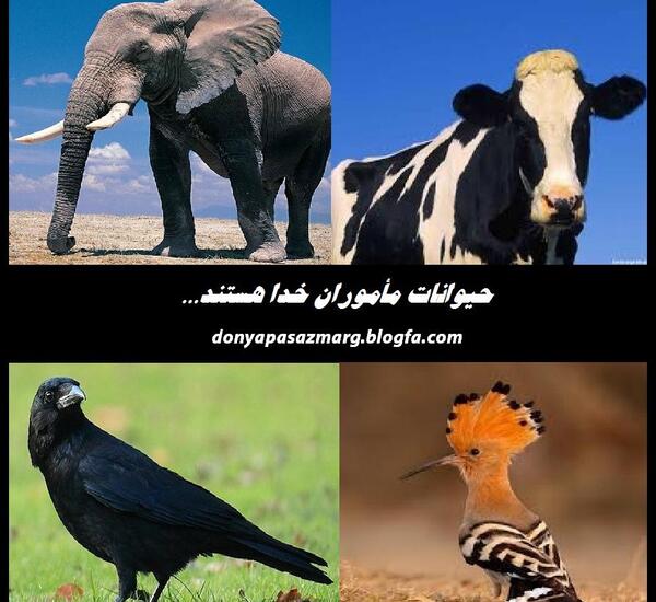 عکس حیوانات جهنم