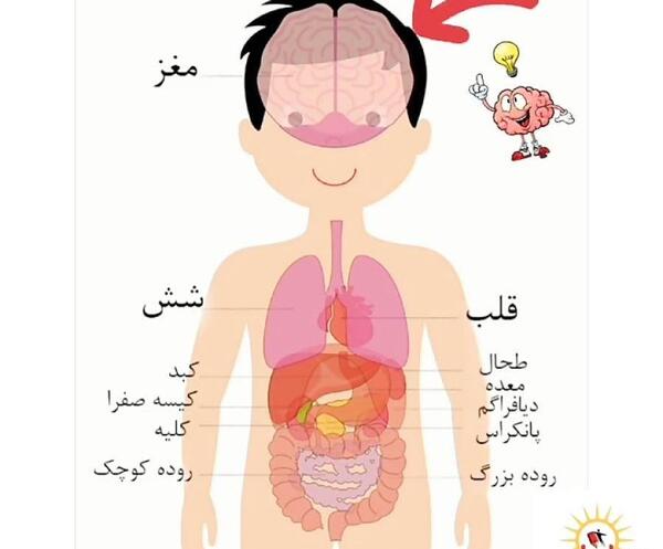 دانلود عکس اناتومی بدن