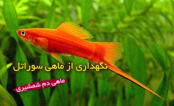 عکس شاه ماهی قرمز