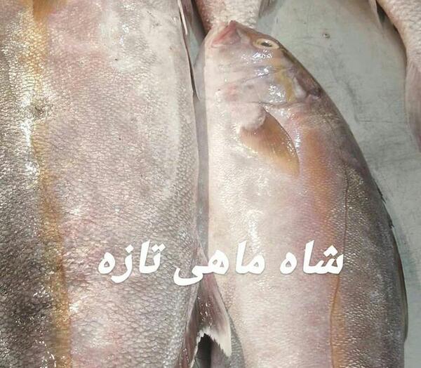 عکس شاه ماهی قرمز
