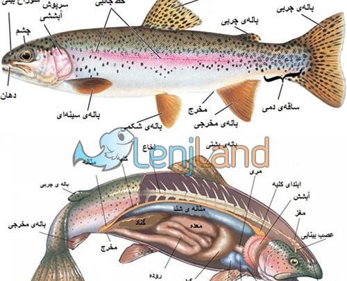 عکس شاه ماهی قرمز