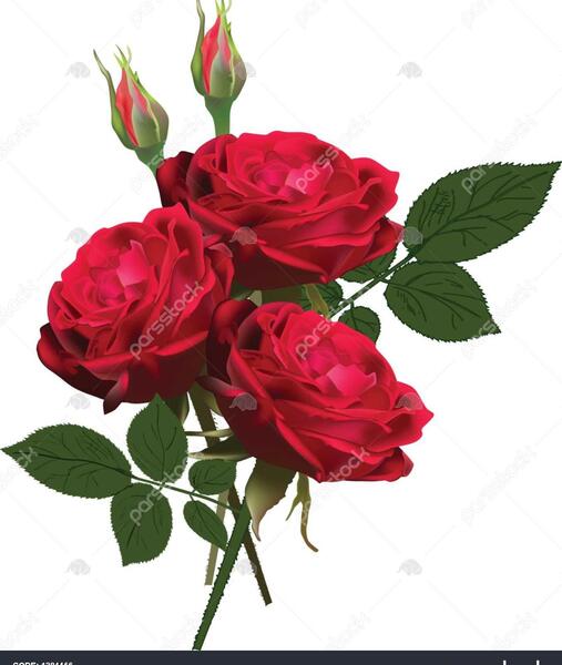 عکس دسته گل سه شاخه ای
