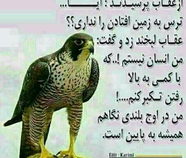 عکس عقاب با متن سنگین