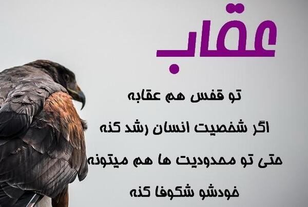 عکس عقاب با متن سنگین