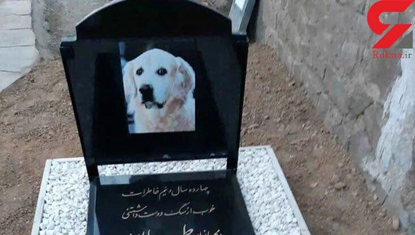 عکس ایران سگ