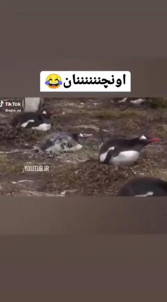 عکس خنده دار صداگذاری حیوانات