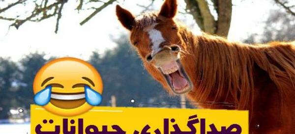 عکس خنده دار صداگذاری حیوانات