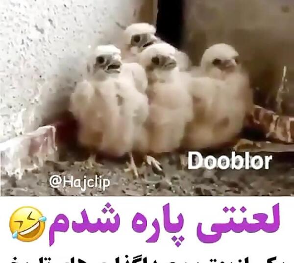 عکس خنده دار صداگذاری حیوانات