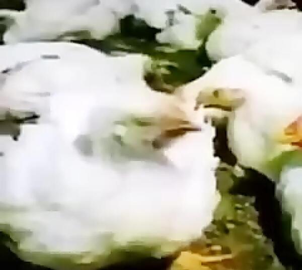 عکس خنده دار صداگذاری حیوانات