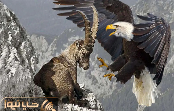 عکس گوشت عقاب