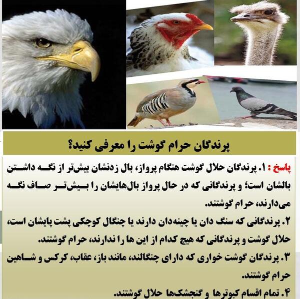 عکس گوشت عقاب