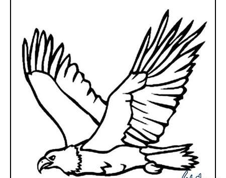 عکس شاهین نقاشی