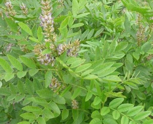 عکس چوب شیرین
