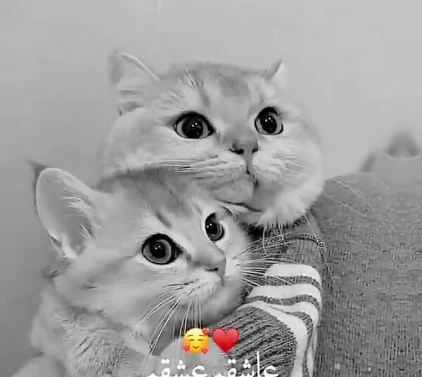 عکس نوشته در مورد سر رفتن حوصله