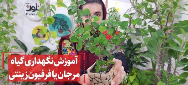 عکس کاکتوس مرجان