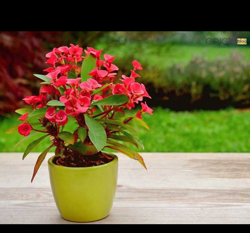 عکس کاکتوس مرجان