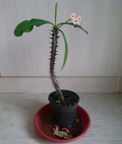 عکس کاکتوس مرجان