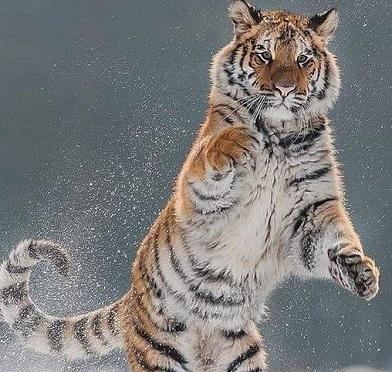 عکس ببر خطرناک