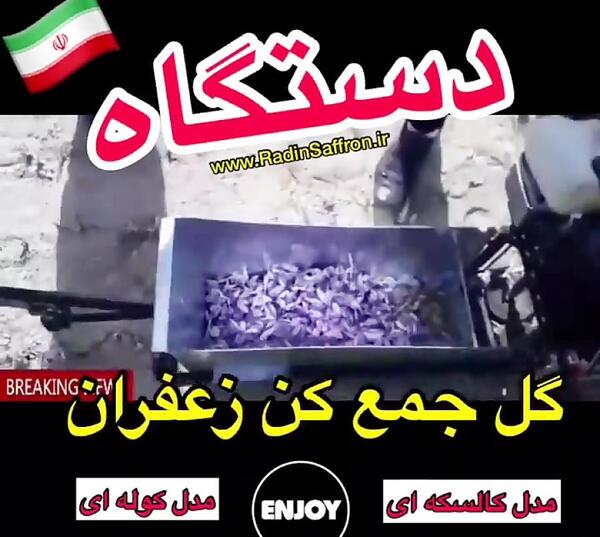 عکس زعفران جمع کن