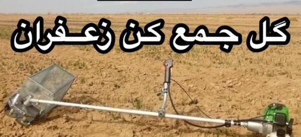 عکس زعفران جمع کن