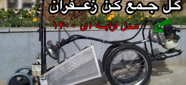 عکس زعفران جمع کن