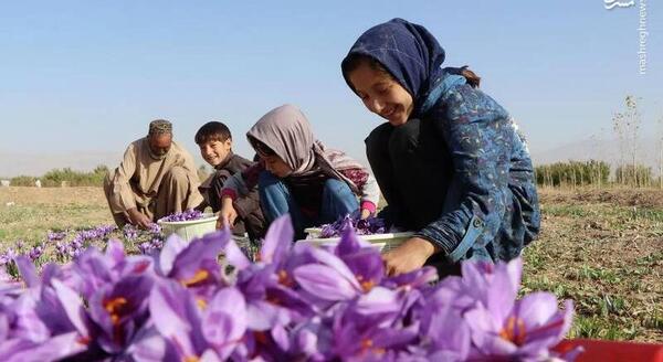 عکس زعفران جمع کن
