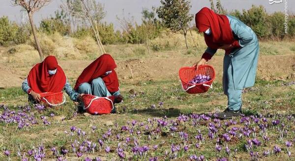 عکس زعفران جمع کن