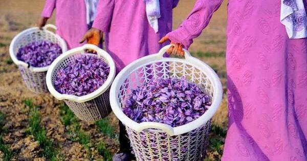 عکس زعفران جمع کن