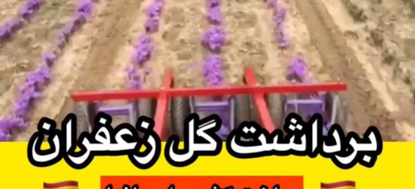 عکس زعفران جمع کن