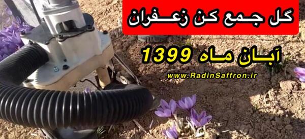 عکس زعفران جمع کن