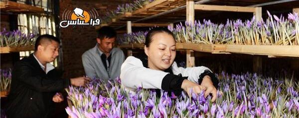 عکس زعفران جمع کن