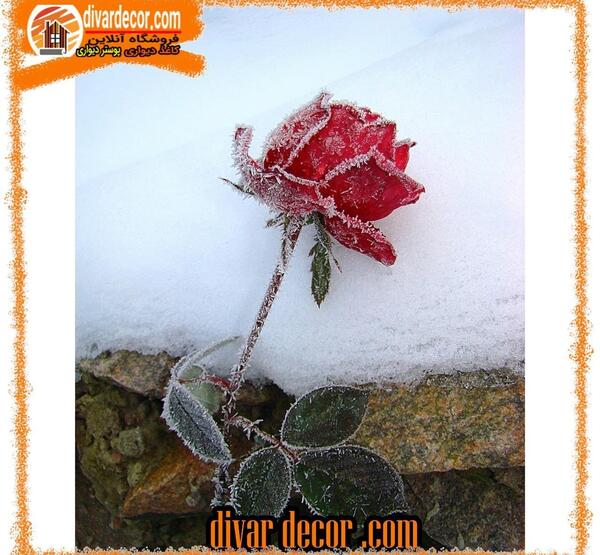 عکس گل رز روی برف