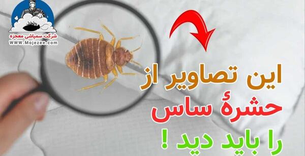 عکس ساس