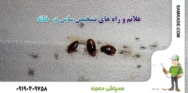 عکس ساس