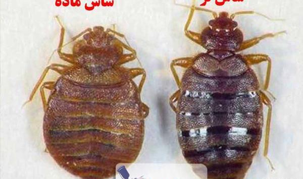 عکس ساس