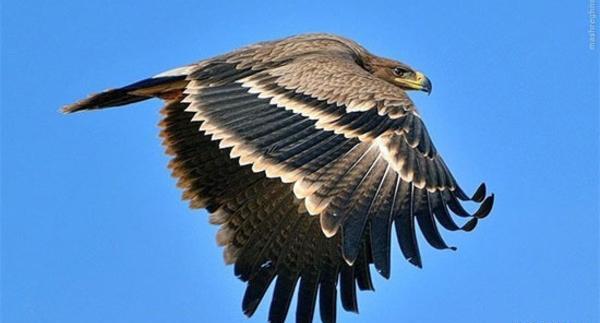 عکس ایران عقاب