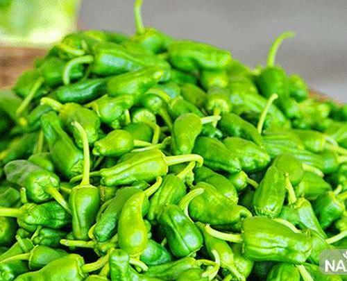 عکس فلفل سبز شیرین