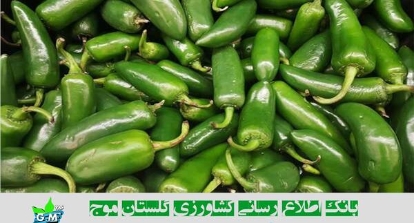 عکس فلفل سبز شیرین