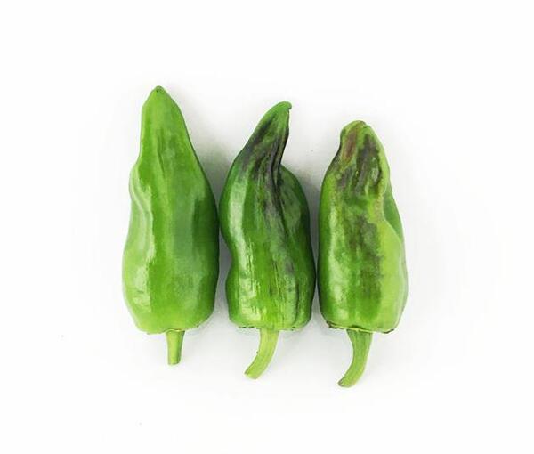 عکس فلفل سبز شیرین