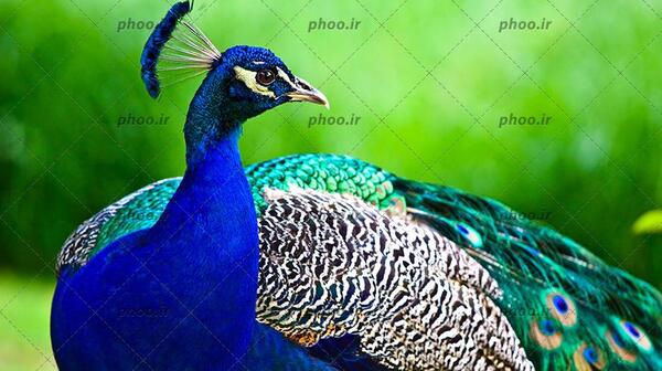 عکس جذاب طاووس