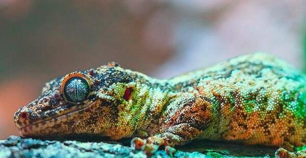 عکس چشم مارمولک