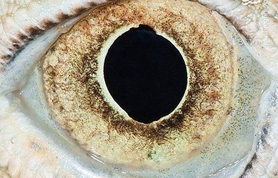 عکس چشم مارمولک