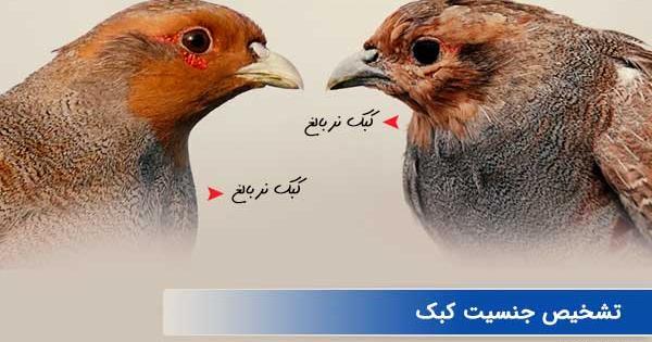 عکس حیوانات نر و ماده