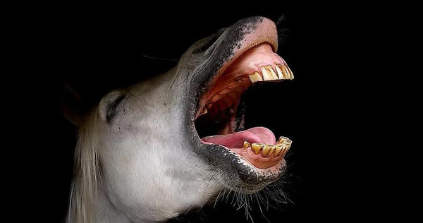 عکس حیوانات نر و ماده