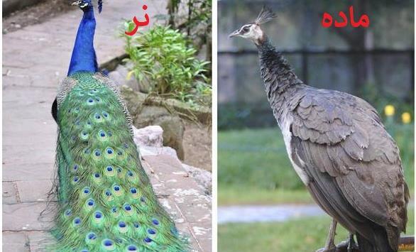 عکس حیوانات نر و ماده