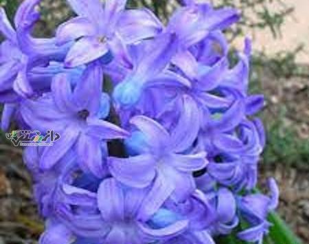 عکس شیطان بنفش