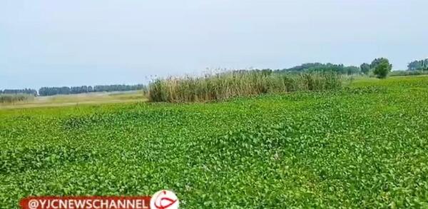 عکس شیطان بنفش
