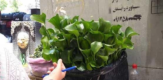 عکس شیطان بنفش